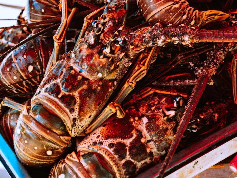Lobster