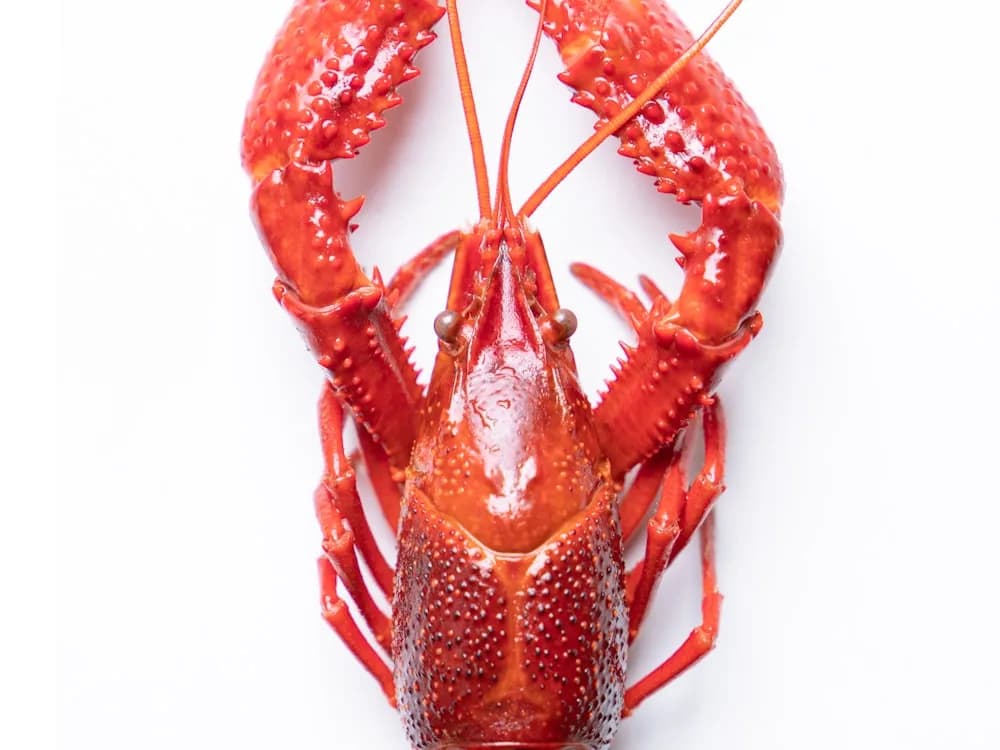Crawfish