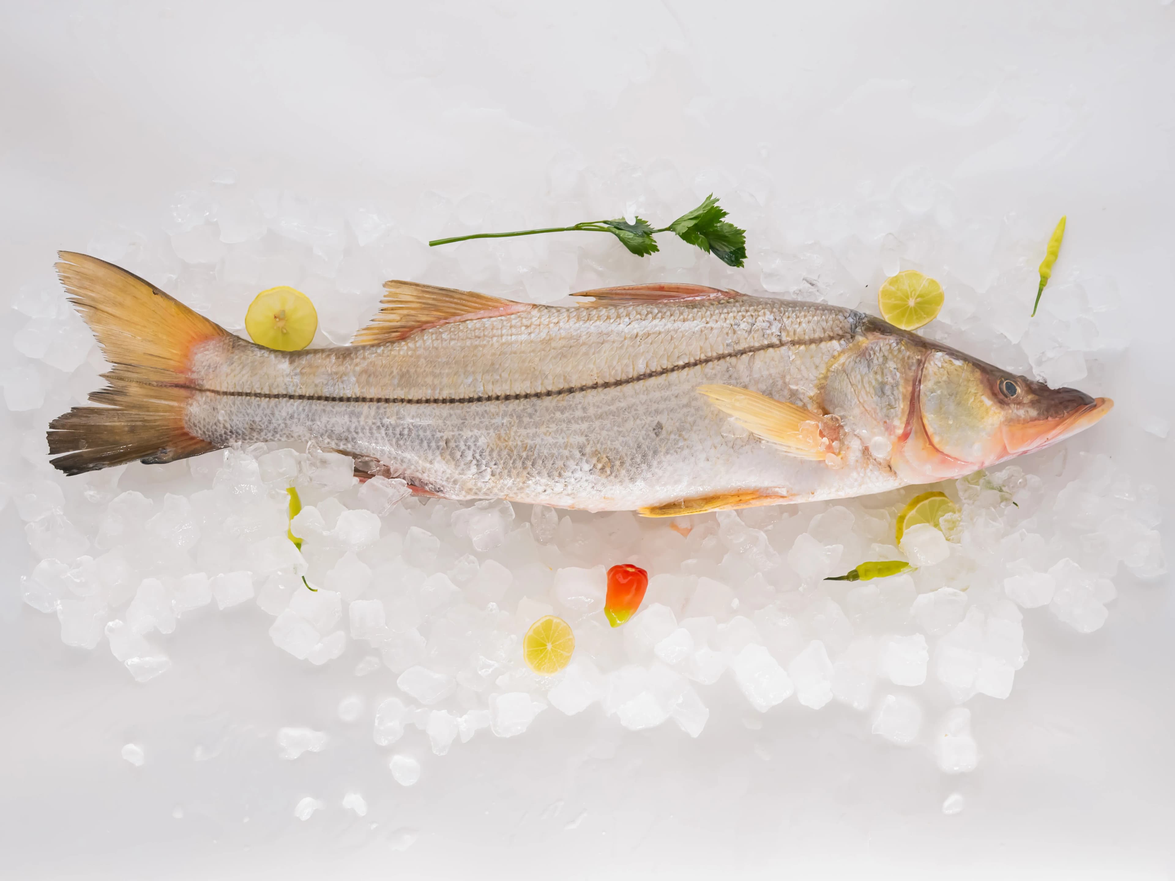 Snoek