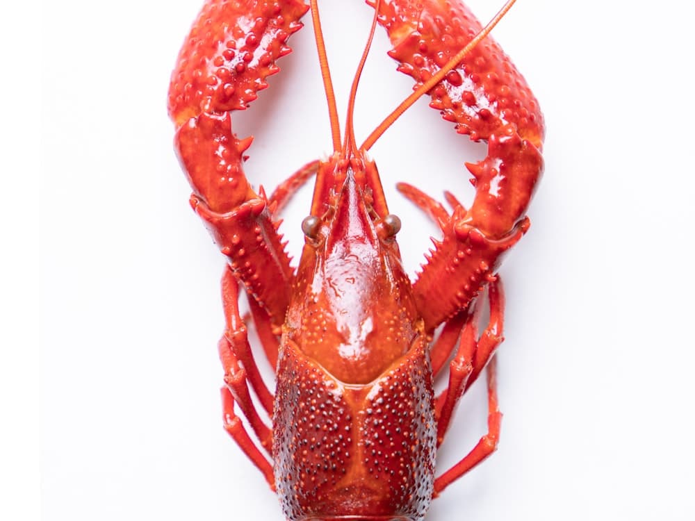 Crawfish